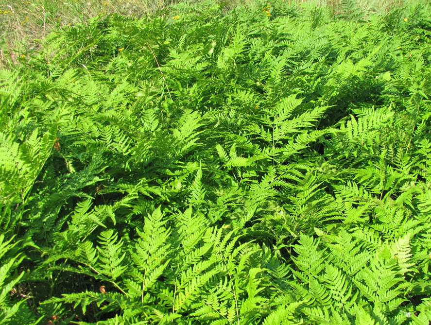 Image of Pteridium pinetorum ssp. sibiricum specimen.