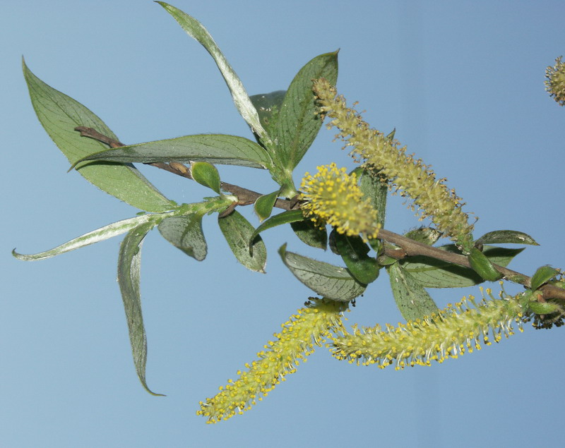 Image of Salix alba specimen.