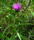 Cirsium komarovii