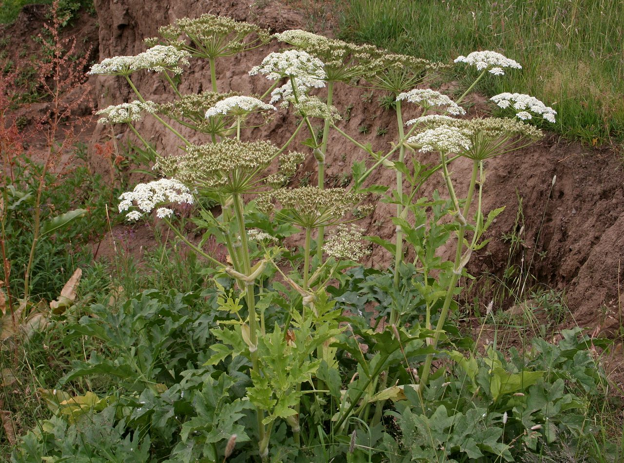 Image of Heracleum lehmannianum specimen.