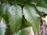 Sorbus sambucifolia