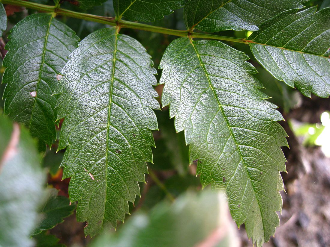 Изображение особи Sorbus sambucifolia.