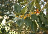 Ficus obliqua. Ветвь плодоносящего дерева. Израиль, пос. Савьон, уличное озеленение. 18.02.2011.