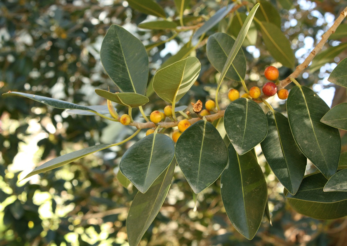 Image of Ficus obliqua specimen.