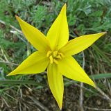 Tulipa scythica