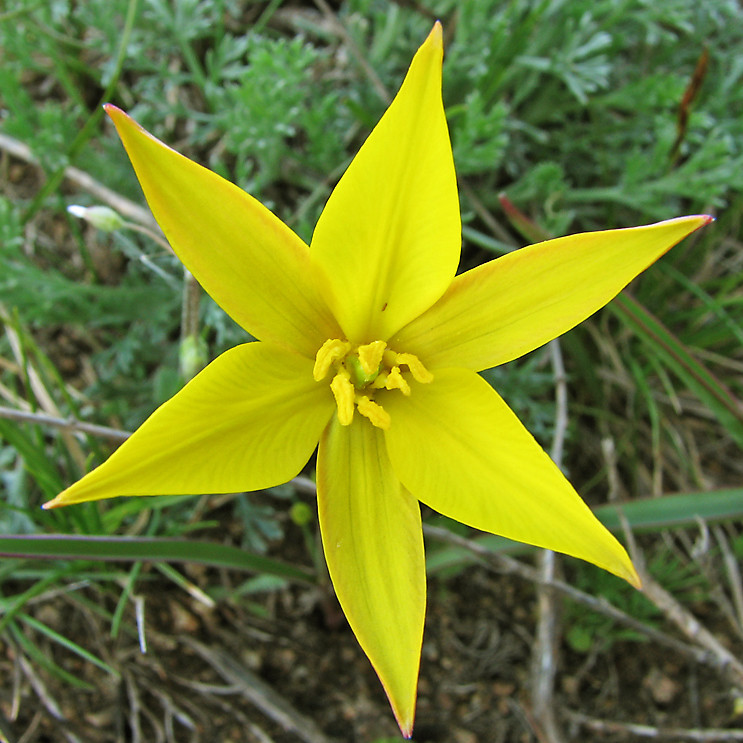 Image of Tulipa scythica specimen.