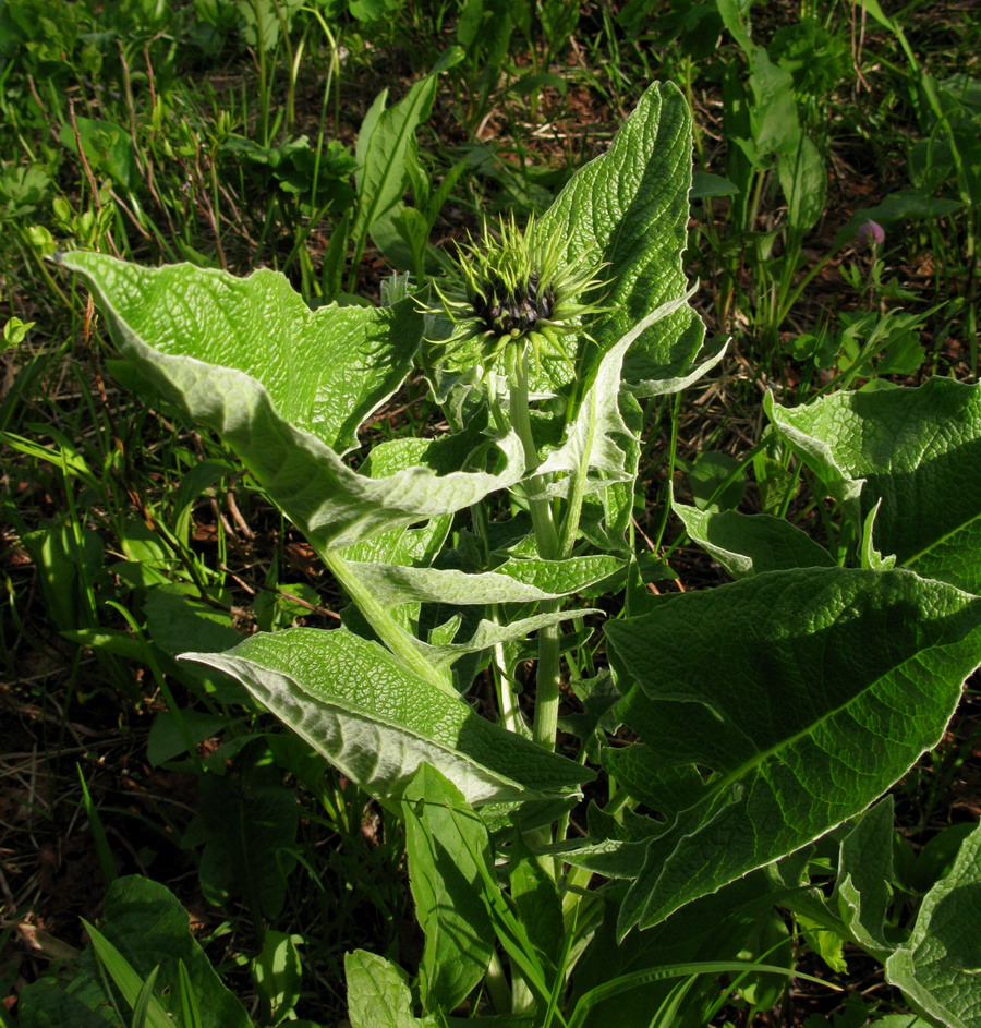 Изображение особи Saussurea frolowii.