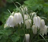 Fritillaria meleagris