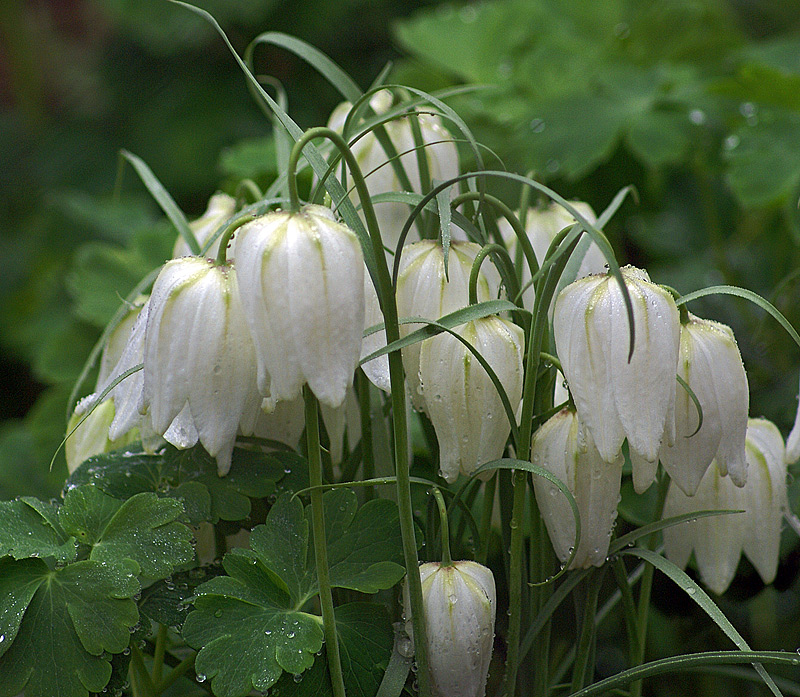 Изображение особи Fritillaria meleagris.