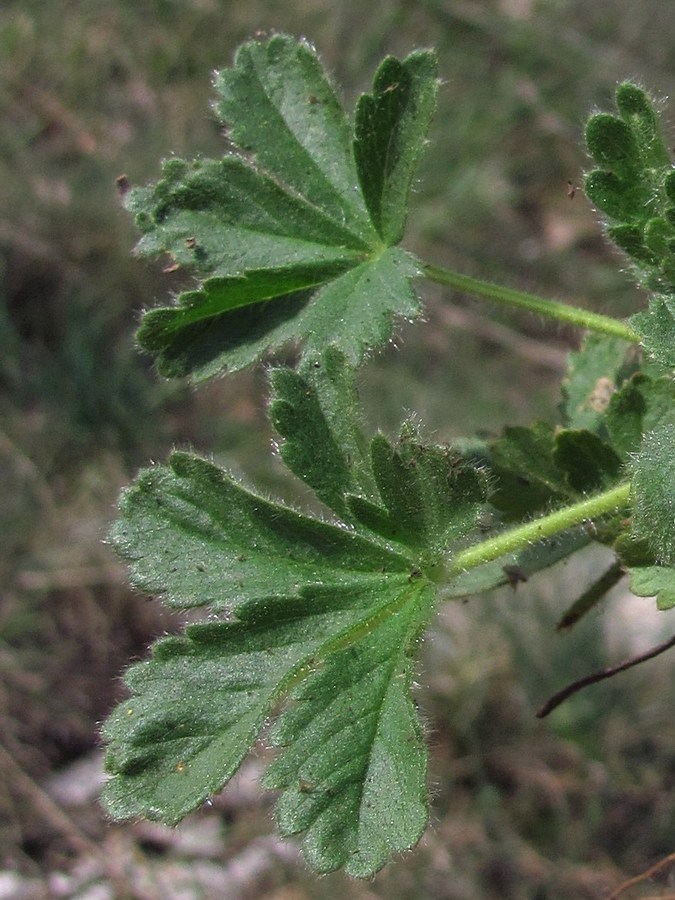 Изображение особи Potentilla depressa.