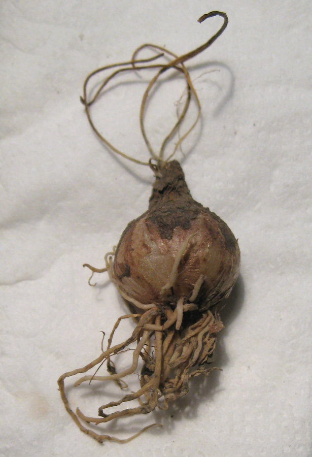 Image of Ornithogalum navaschinii specimen.