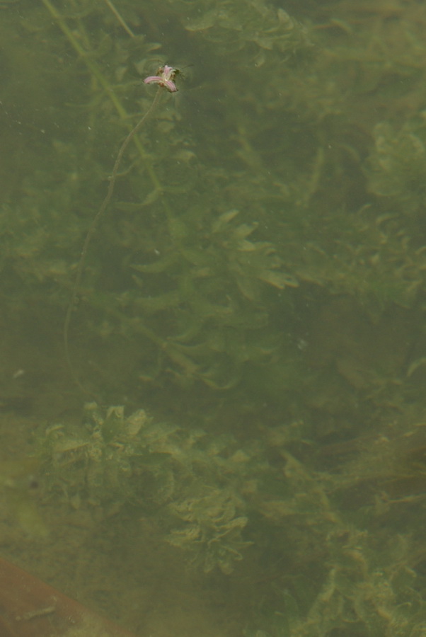 Image of Elodea canadensis specimen.