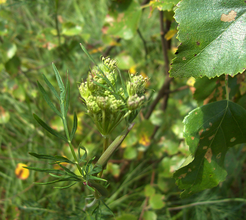 Image of Kadenia dubia specimen.