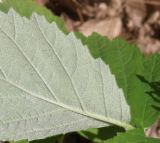 genus Rubus. Изнанка листа. Черноморское побережье Кавказа, щель Прасковеевская, поляна в сосновом бору на вершине берегового склона. 10.06.2012.