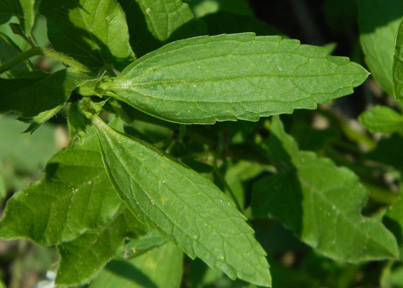 Изображение особи Stachys annua.