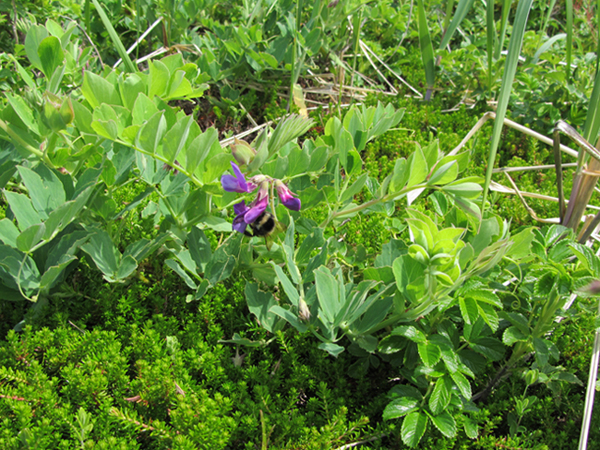 Изображение особи Lathyrus japonicus.