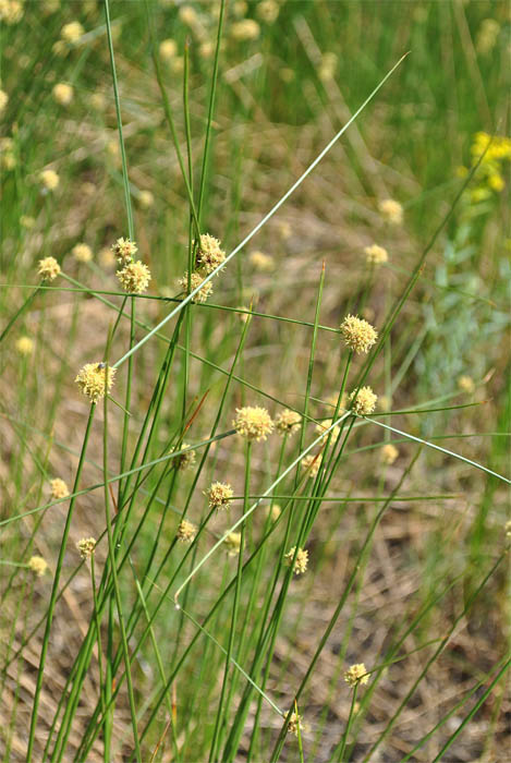 Изображение особи Scirpoides holoschoenus.