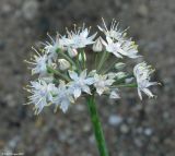 Allium galanthum