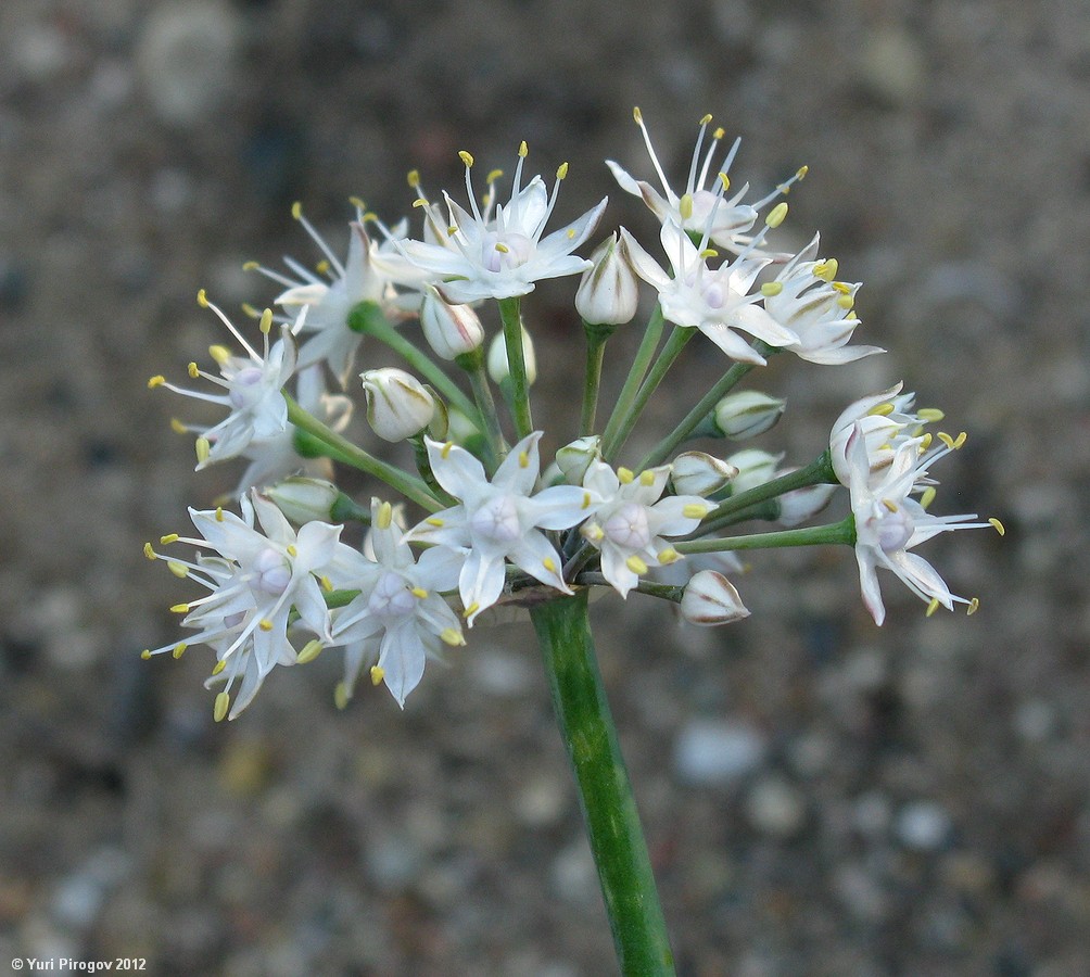 Image of Allium galanthum specimen.