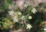 Aulacospermum simplex