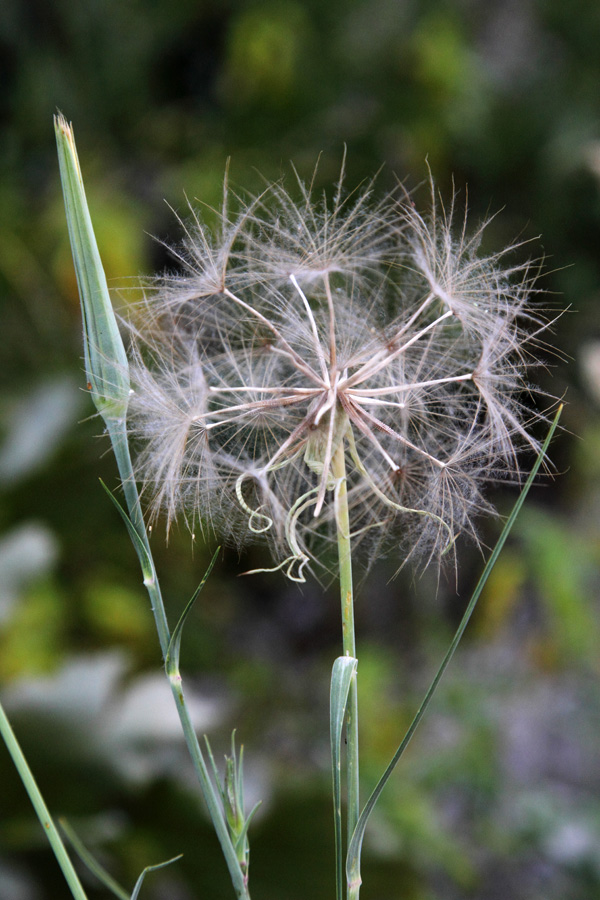 Image of Tragopogon vvedenskyi specimen.