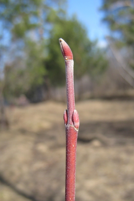 Image of Acer spicatum specimen.