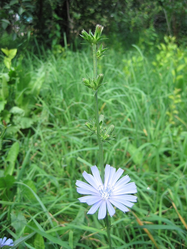 Image of Cichorium intybus specimen.