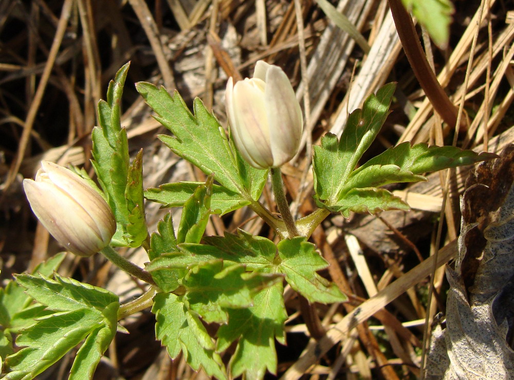 Изображение особи Anemone altaica.