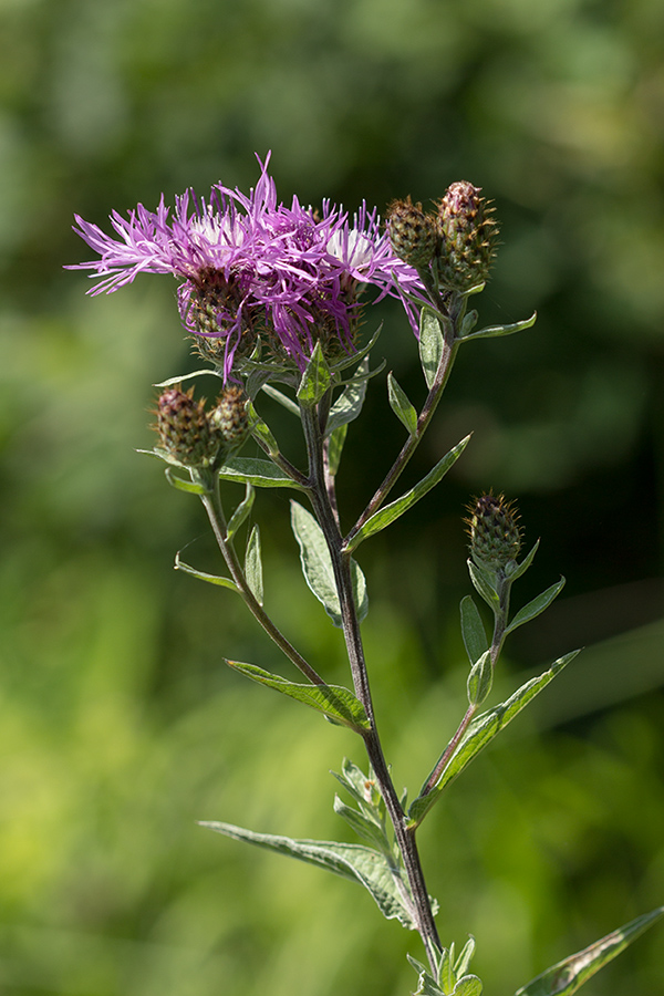 Изображение особи Centaurea salicifolia.