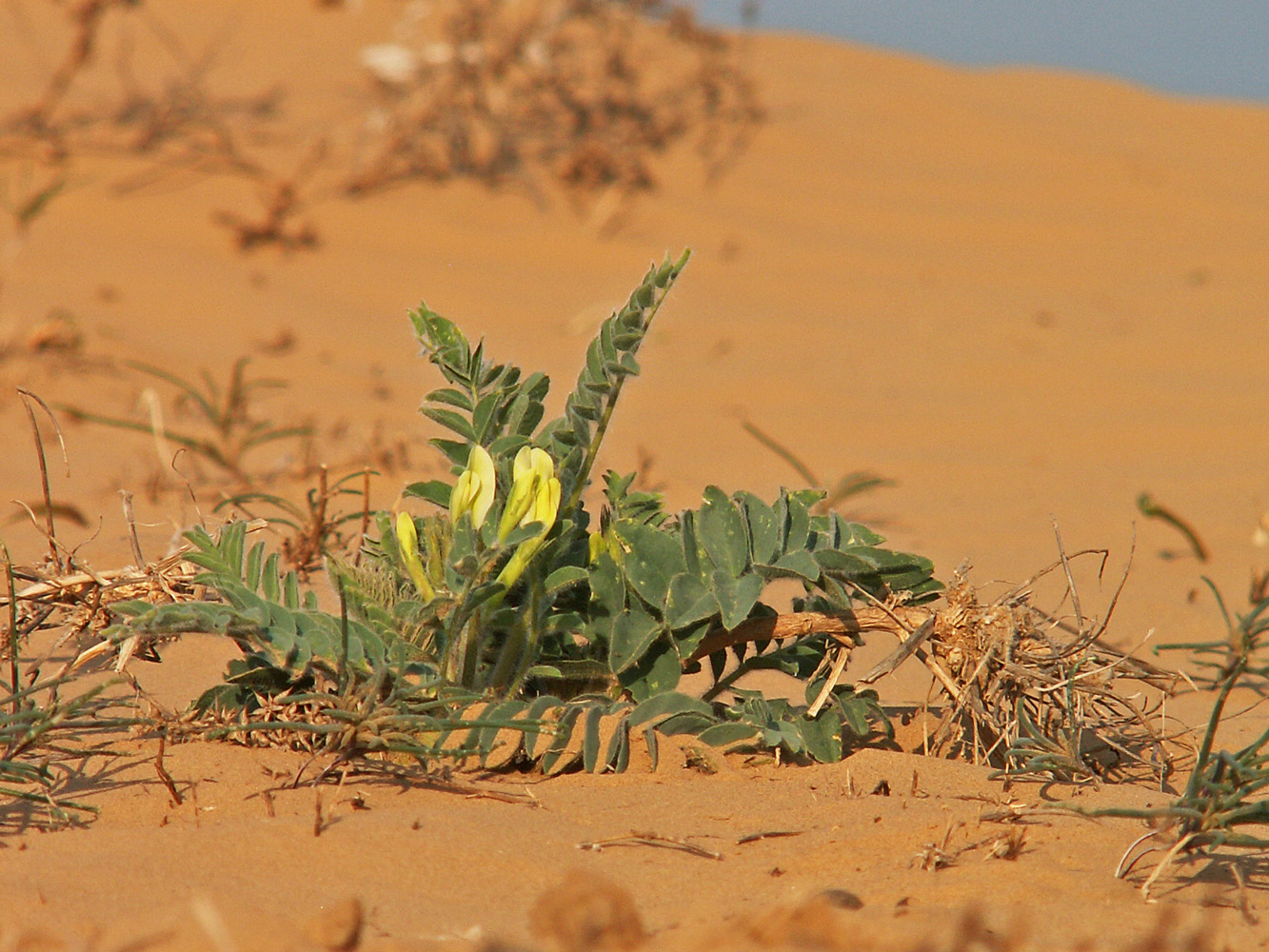 Изображение особи Astragalus longipetalus.