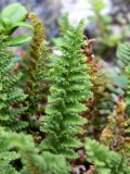Dryopteris fragrans. Вайя. Полярный Урал, бассейн р. Собь, руч. Валунный. 09.08.2012.