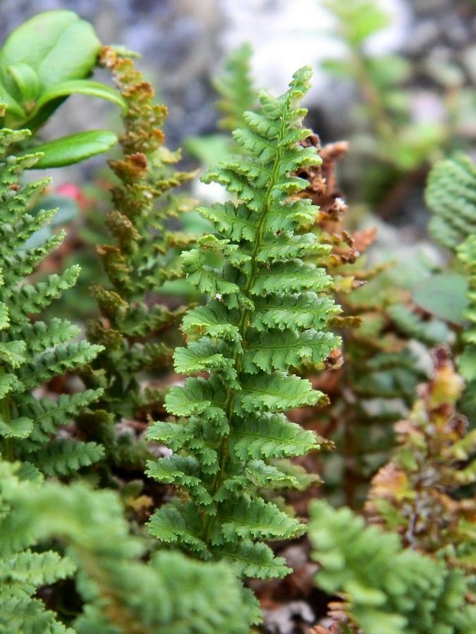 Изображение особи Dryopteris fragrans.