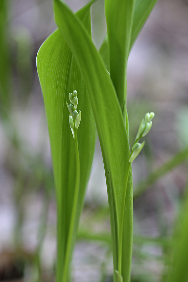 Изображение особи Convallaria majalis.