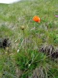 Papaver lisae