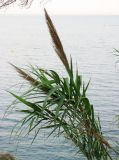 Arundo donax