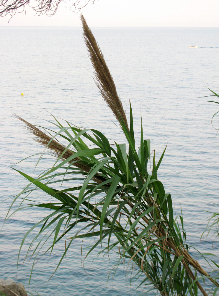 Изображение особи Arundo donax.