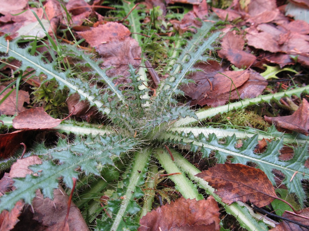 Image of Cirsium palustre specimen.