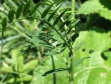 Astragalus onobrychis