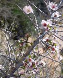 Amygdalus ramonensis. Ветвь с цветками. Israel, Negev Mountains. Март 2007 г.