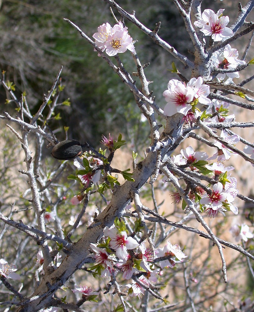 Изображение особи Amygdalus ramonensis.