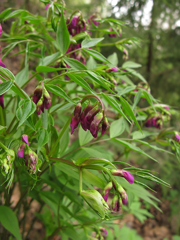 Image of Lathyrus vernus specimen.
