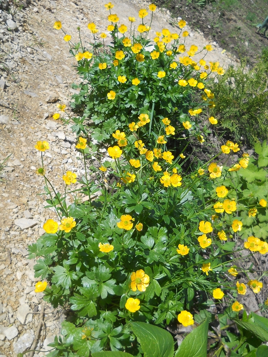 Image of Ranunculus montanus specimen.