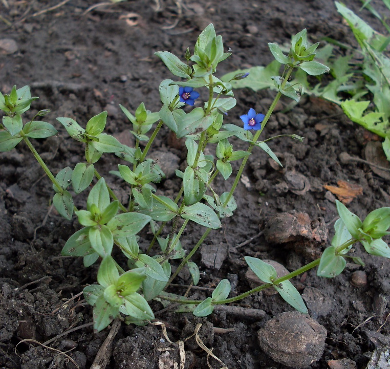 Изображение особи Anagallis arvensis.