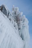 Larix sibirica. Молодое деревце на обрывистом склоне острова в ледяном панцире, образованном набрызгом прибоя. Оз. Байкал, Малое море, о. Огой. 15.01.2011.