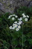 Anemonastrum fasciculatum