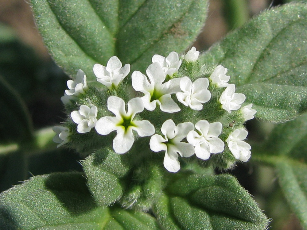 Изображение особи Heliotropium europaeum.