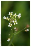 Capsella bursa-pastoris