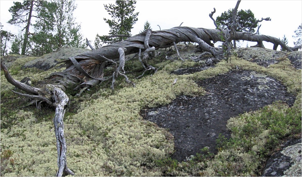 Изображение особи Pinus friesiana.