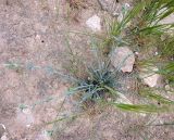 Dianthus monadelphus