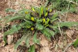 Astragalus macronyx
